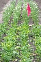 Drapeau rouge et légumes plantés et poussant en rangées.
