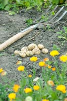 Récolte de pommes de terre.