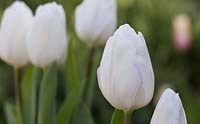 Tulipa 'Merveille blanche'