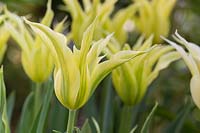Tulipa 'Triomphateur vert'