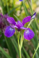 Iris siberica 'Rose pétillante'