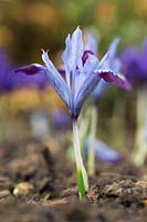 Iris histrioides 'Halkis'