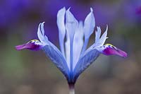 Iris histrioides 'Halkis'