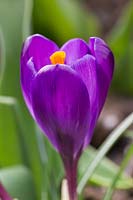 Crocus 'Flower Record'