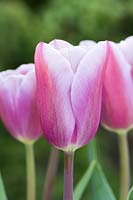 Tulipa 'Mistress Grey'