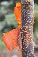 Betula utilis ssp. albosinensis, bouleau à écorce rouge de Chine. Février.