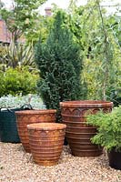 Ingrédients pour trio de conifères en pots rouillés avec Cedrus deodara 'Aurea', Juniperus x pfitzeriana 'Old Gold' et Chamaecyparis lawsoniana 'Ellwoodii'