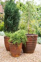 Pots rouillés remplis de Cedrus deodara 'Aurea', Juniperus x pfitzeriana 'Old Gold' et Chamaecyparis lawsoniana 'Ellwoodii'