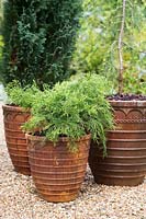 Pots rouillés remplis de Cedrus deodara 'Aurea', Juniperus x pfitzeriana 'Old Gold' et Chamaecyparis lawsoniana 'Ellwoodii'