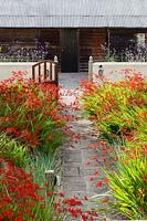 Le jardin de la ferme. Crocosmia 'Lucifer', Leymus arenarius. Vue sur les parterres noirs avec Verbena bonariensis. Hill House, Glascoed, Monmouthshire, Pays de Galles.