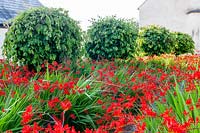 Le jardin de la ferme. Crocosmia 'Lucifer', Leymus arenarius. Parrotia persica cultivé comme standard. Hill House, Glascoed, Monmouthshire, Pays de Galles.