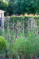Les parterres noirs. Verbena bonariensis, Allium sphaerocephalon. Hill House, Glascoed, Monmouthshire, Pays de Galles.