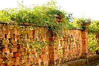 Rose 'Alberic Barbier' poussant sur le mur. Govone. Projet de jardin par Anna Regge. Piémont, Italie.