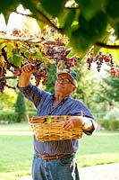 Homme, couper, raisins. Govone. Projet de jardin par Anna Regge. Piémont, Italie.