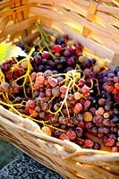 Raisins récoltés dans le panier. Govone. Projet de jardin par Anna Regge. Piémont, Italie.