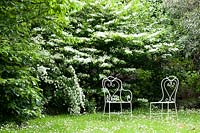 Viburnum plicatum 'Watanabe' et Spiraea alba. Jardin Villa Singer. Milan. Italie