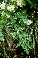 Viburnum plicatum 'Watanabe '. Jardin Villa Singer. Milan. Italie