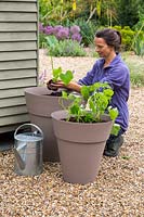 Femme plantant de la courgette 'Bambino' et du haricot nain 'Tendergreen' dans des pots