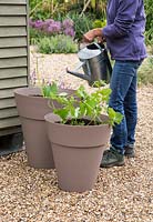 Femme arrosant la courgette 'Bambino' et le haricot nain 'Tendergreen'