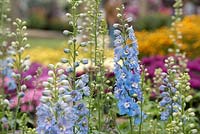 Delphinium 'Fontaines magiques bleu ciel avec abeille blanche' - Larkspur - Oxfordshire - juillet