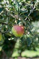 Malus domestica 'Hollandbury' - Pomme avec trouble de la fosse amère sur l'arbre - Août - Oxfordshire