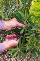 Prenant des boutures d'Euphorbia x martinii