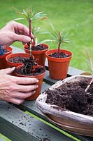 Planter des boutures racinées individuelles d'Euphorbia x martinii dans des pots séparés