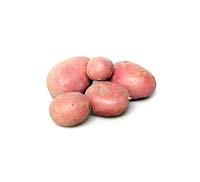 Solanum tuberosum 'Tiamo' - pommes de terre lavées sur fond blanc