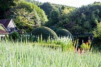 Vue sur le parterre de Leymus arenarius jusqu'au jardin avant avec de grands monticules d'Osmanthus burkwoodii et Chamaenerion angusitfolium 'Album' syn. Epilobium angustifolium leucanthum. Veddw House Garden, Monmouthshire, Pays de Galles du Sud.