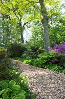 Voie boisée paillée à travers la plantation de printemps avec des rhododendrons, des espèces de Polygonatum, des espèces de Pulmonaria officinalis et Hosta