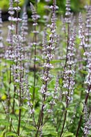 Nepeta nuda ssp. albiflora