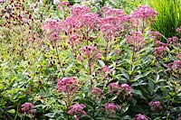 Parterre de fin d'été avec Eupatorium maculatum 'Purple Bush', Sanguisorba officinalis Red Thunder - Joe Pye Weeds, Burnet