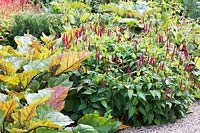 Combinaison de plantation de Persicaria amplexicaulis 'Blackfield' et Rheum 'Ace of Hearts' en août