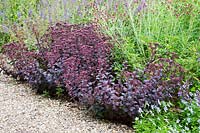 Chemin de gravier bordé de Hylotelephium telephium 'Purple Emperor', Sanguisorba 'Tanna', Viola cornuta 'Boughton Blue'