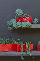 Une exposition de cactus et plantes succulentes dans une variété de pots vitrés rouges sur des étagères en bois recyclé