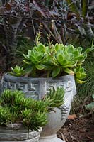 Deux pots en ciment coulé rétro rustique avec un Aloe juvenna, un aloès à dents de tigre et une espèce d'Echeveria avec des feuilles charnues vert vif.