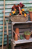Stockage de jardin rustique avec bégonia, plantes succulentes et coleus