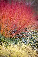 Cornus sanguinea 'Anny's Winter Orange' avec Hedera colchica 'Dentata Variegata' et Carex oshimensis 'Evergold '. Parterre de fleurs d'hiver coloré au Savill Garden, Surrey.