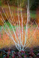Combinaison d'hiver colorée avec des érables à écorce de serpent - Acer tegmentosum 'Valley Phantom', cornouillers - Cornus sanguinea 'Midwinter Fire' et Bergenia 'Overture' au Savill Garden, Surrey.