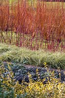 Combinaison d'hiver colorée The Savill Garden, Surrey.