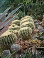 Collection de cactus et succulentes avec Echinocactus grusonii et Mammillaria