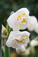 Narcisse 'Couronne nuptiale'