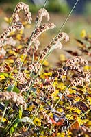 Melica altissima 'Atropurpurea '. Lianne's Siergrassen, De Wilp, Pays-Bas. Conception: Lianne Pot