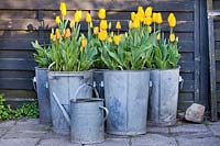 Tulipa 'Conqueror' et Tulipa 'Mystic Garant' en pots