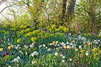 Un étalage printanier coloré de tulipes, jonquilles, euphorbe méditerranéenne, alliums, ne m'oubliez pas. Création: Thea Maldegem