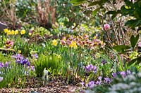 Parterre boisé en mars avec Helleborus orientalis, Crocus vernus, jonquilles et Iris retucilata.
