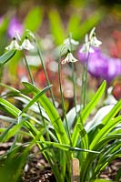 Galanthus 'Trymposter'