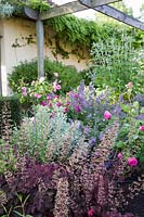 Heuchera, Rosa 'Charles de Mills', Rosa 'Gertrude Jekyll' et Nepeta 'Six Hills Giant' en parterre d'été