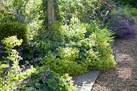 Nepeta 'Six Hills Giant' et Alchemilla mollis