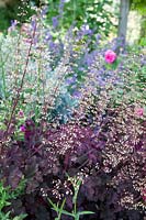 Heuchera en parterre de fleurs d'été